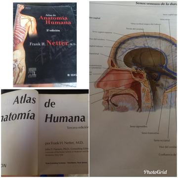 Atlas de Anatomia Humana Frank Netter