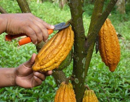 Matas de Cacao Criollo. envíos por encomiendas