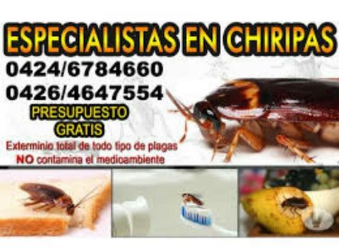 Fumigacion Eliminacion de Chiripas Ratas